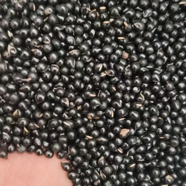 阔叶白鲜皮精品种子。致电***********