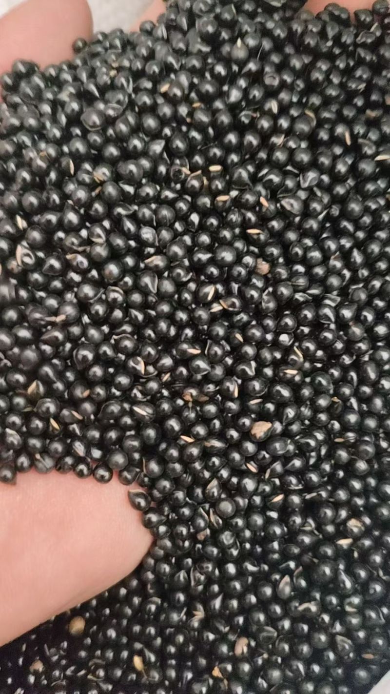 阔叶白鲜皮精品种子。致电***********