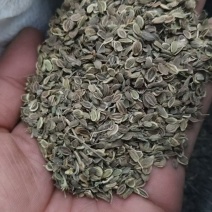 前胡种子高标准发芽率致电***********