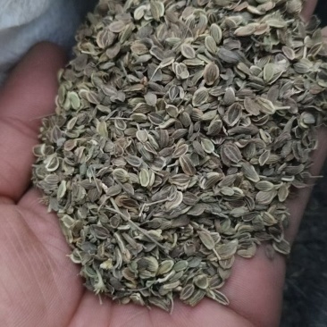 前胡种子高标准发芽率致电***********