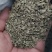 前胡种子高标准发芽率致电***********