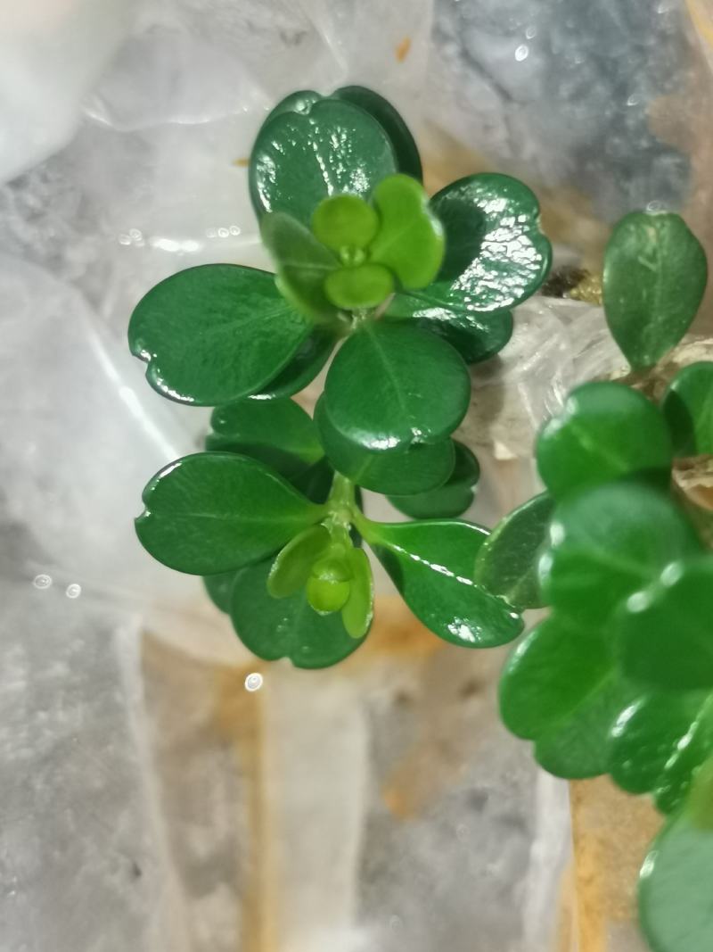 凤米麒麟珠