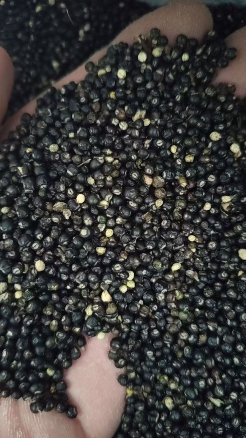 通草精品高标准种子现货。致电***********