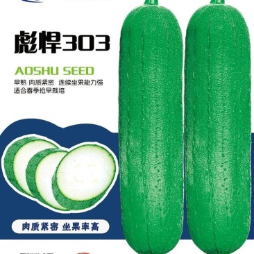 丝瓜种子彪悍303早熟翠绿色短棒丝瓜硬度好结果能力强
