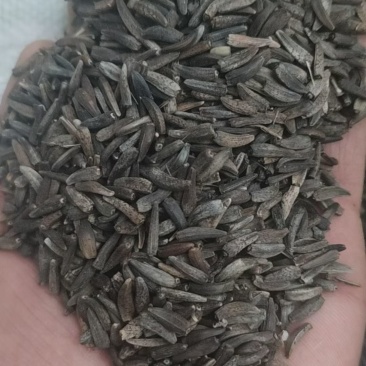云木香纯新种子高标准发芽率。致电***********