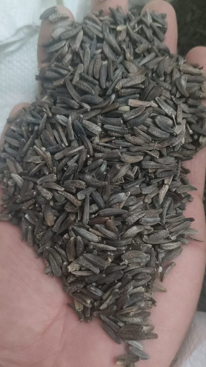 云木香纯新种子高标准发芽率。致电***********