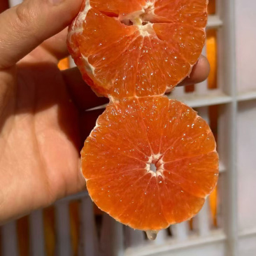 秭归红橙富