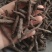 《仙茅》仙茅段水洗实物拍摄干净无杂质物美价廉