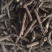 《仙茅》仙茅段水洗实物拍摄干净无杂质物美价廉