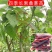 嫁接桑葚果树苗无籽大长果大桑苗当年结果南北方种植四季盆栽