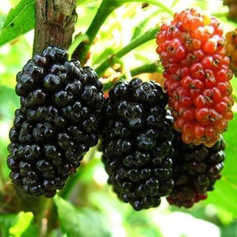 嫁接桑葚果树苗无籽大长果大桑苗当年结果南北方种植四季盆栽