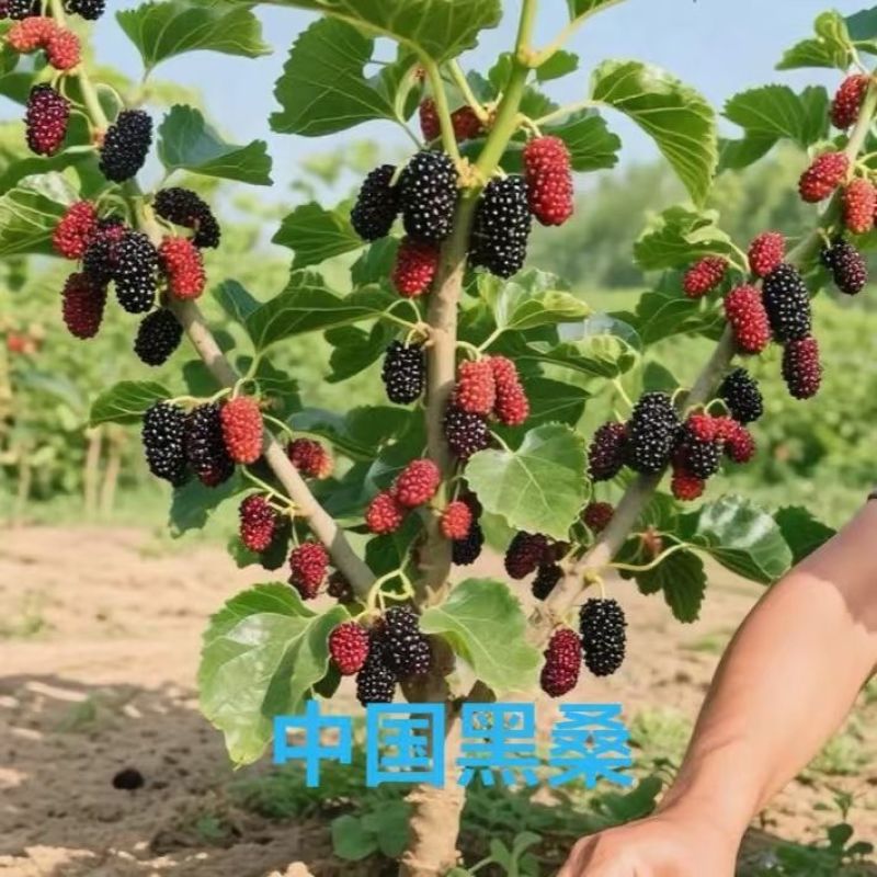 嫁接桑葚果树苗无籽大长果大桑苗当年结果南北方种植四季盆栽