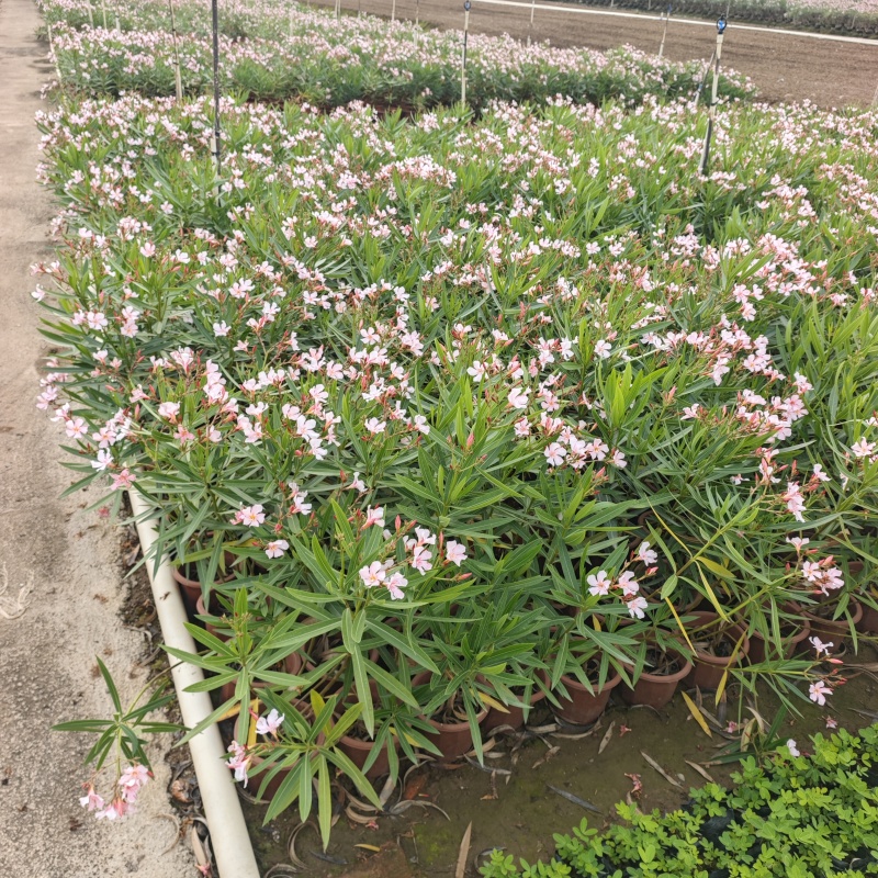 2603供应粉花夹竹桃绿化袋苗盆栽