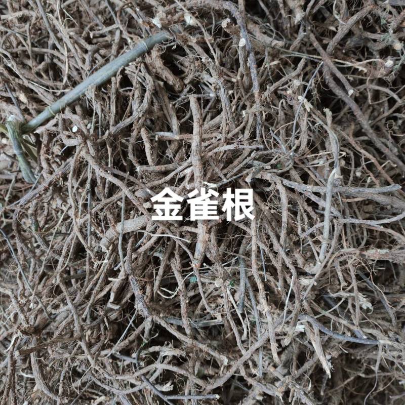 野生金雀根干货，土黄芪