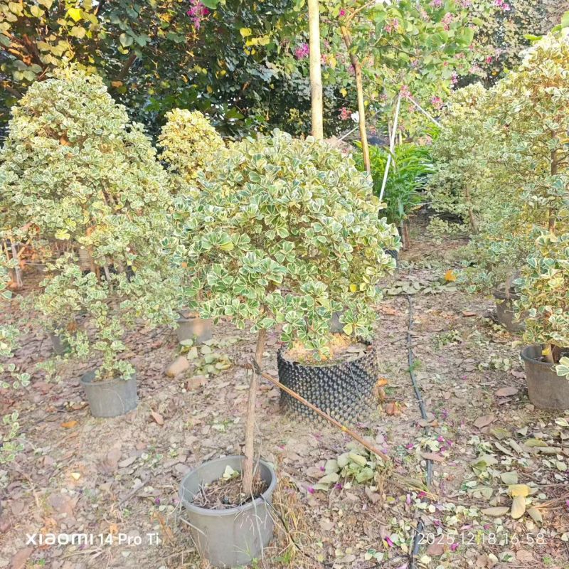 2603供应牛奶榕花叶三角榕泰国爱心榕