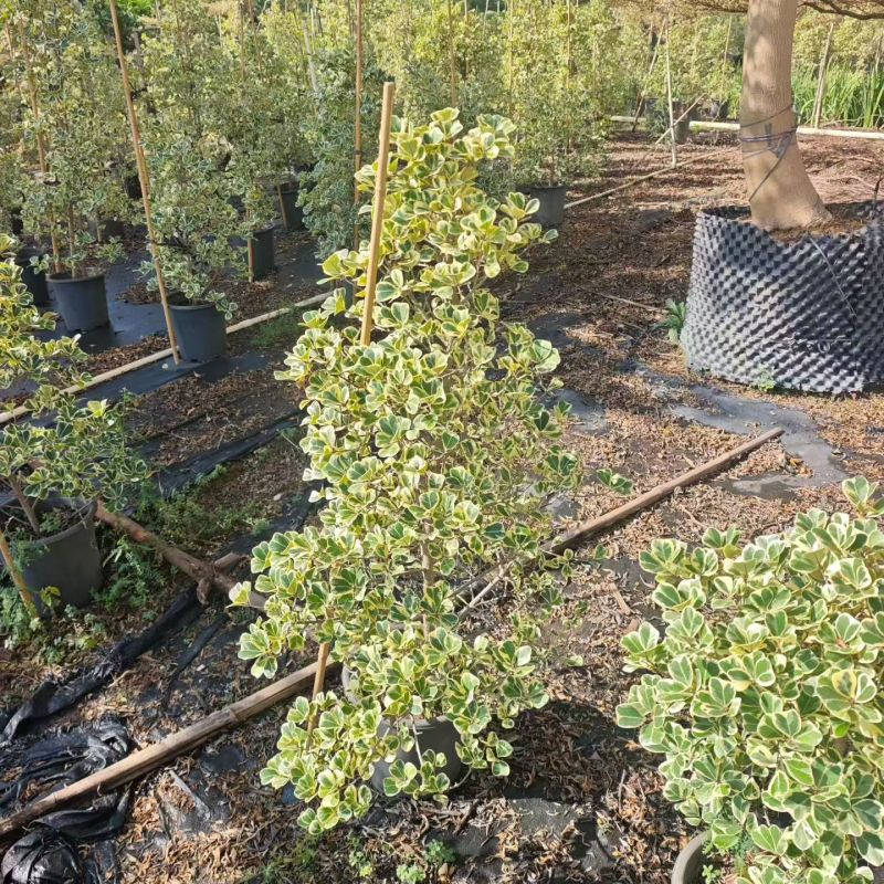 2603供应牛奶榕花叶三角榕泰国爱心榕