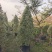 2603供应牛奶榕花叶三角榕泰国爱心榕
