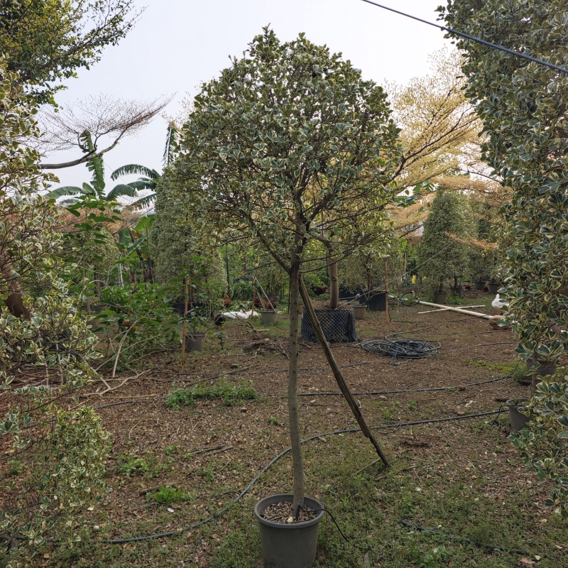 2603供应牛奶榕花叶三角榕泰国爱心榕