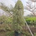 2603供应牛奶榕花叶三角榕泰国爱心榕