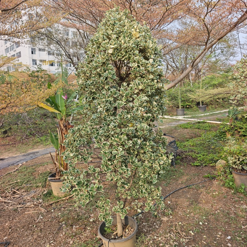 2603供应牛奶榕花叶三角榕泰国爱心榕