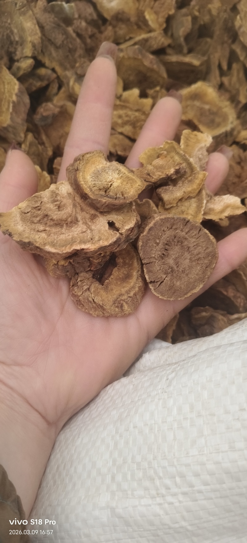《大黄》手选正品马蹄大黄多种规格可选实物拍摄干净