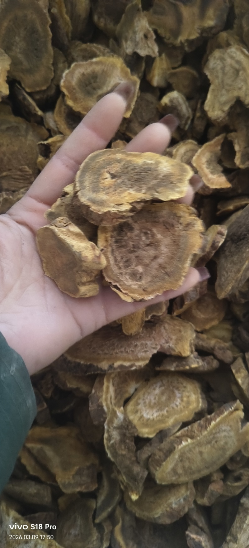 《大黄》手选正品马蹄大黄多种规格可选实物拍摄干净