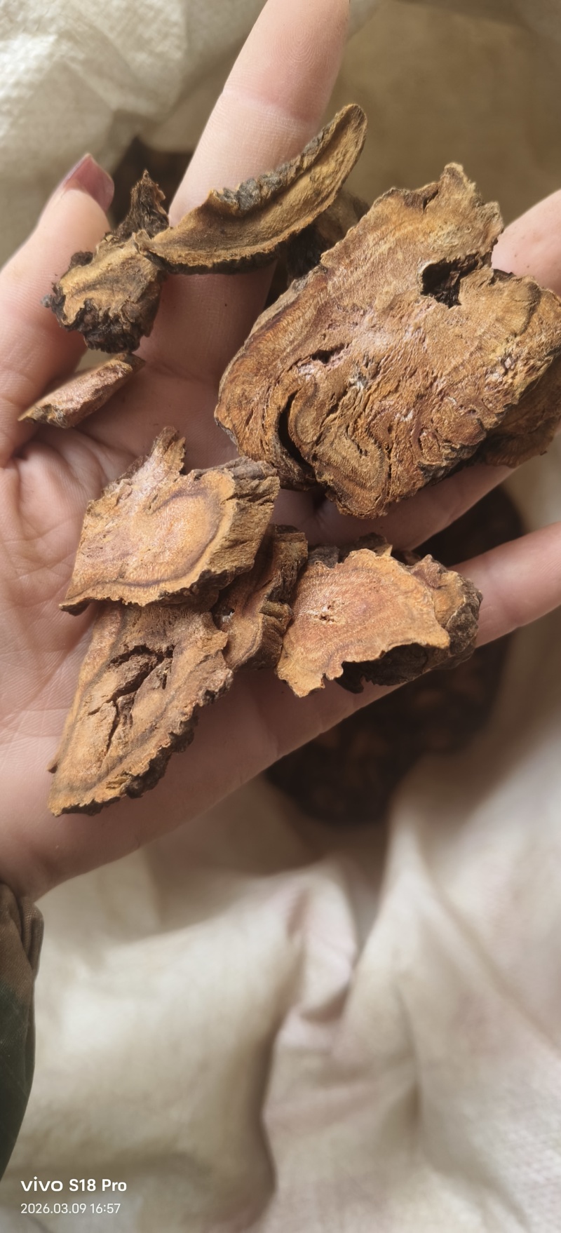 《大黄》手选正品马蹄大黄多种规格可选实物拍摄干净