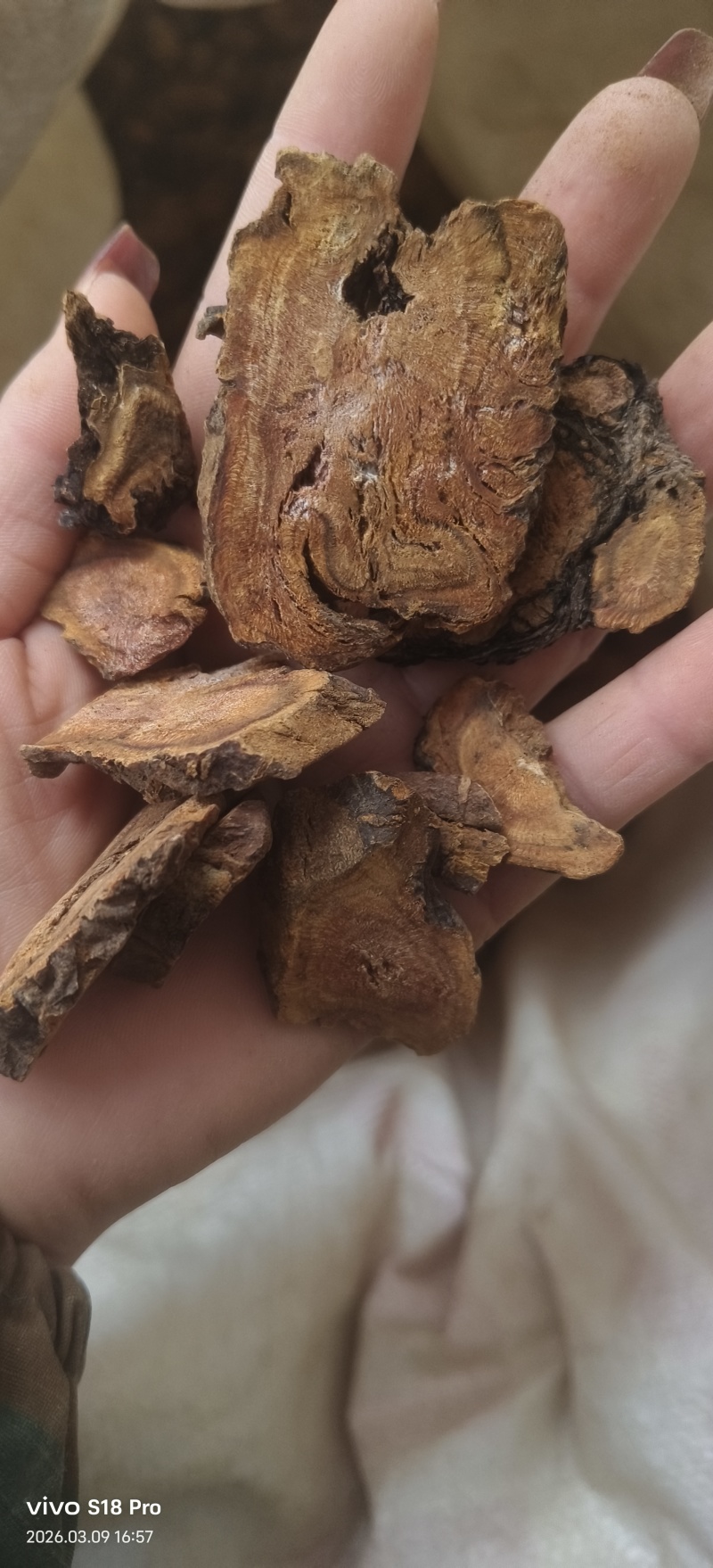 《大黄》手选正品马蹄大黄多种规格可选实物拍摄干净