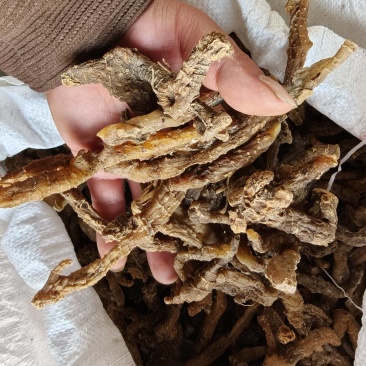 黄精，野生黄精