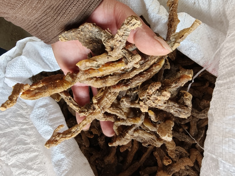 黄精，野生黄精