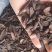 《醋香附》醋香附片干净无杂质过6号筛