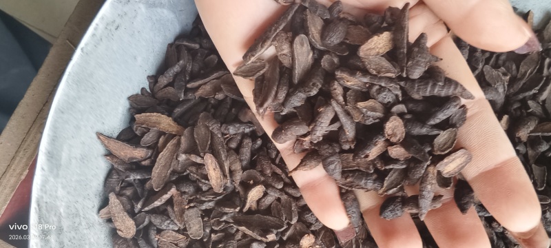 《醋香附》醋香附片干净无杂质过6号筛