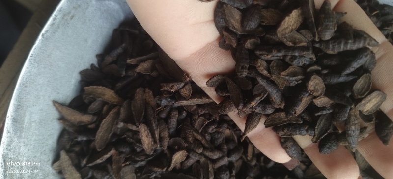 《醋香附》醋香附片干净无杂质过6号筛