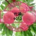 北京市平谷区鲜桃，正宗平谷代理，各种毛桃，油桃，蟠桃