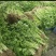 香菜