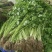 香菜