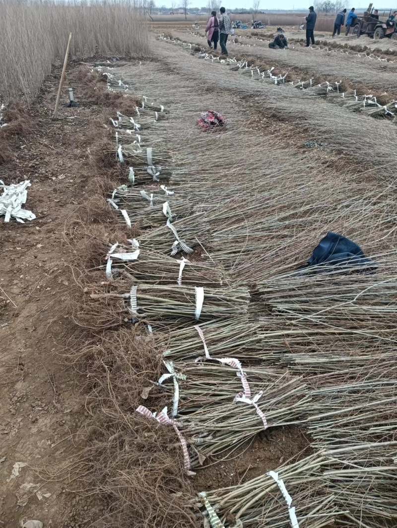 中华金叶榆金叶榆繁育基地金叶榆产地直销
