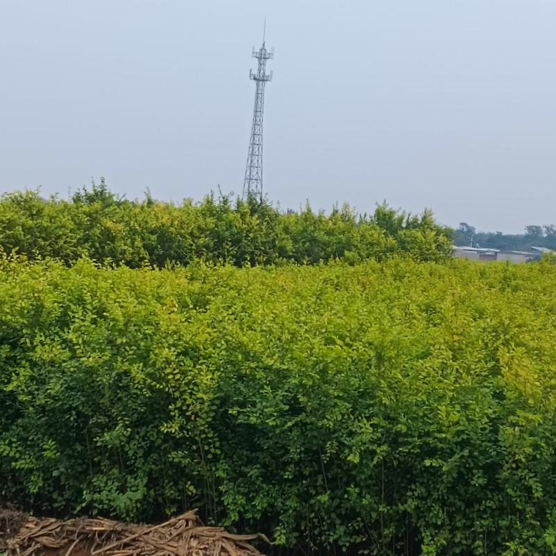 中华金叶榆金叶榆繁育基地金叶榆产地直销