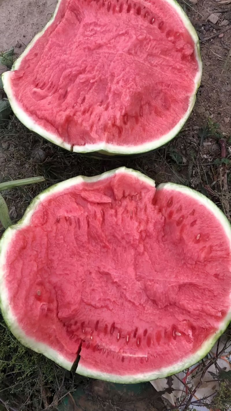 蒲城精品美都西瓜，大吨位供应，诚信第一，合作共赢代办代发