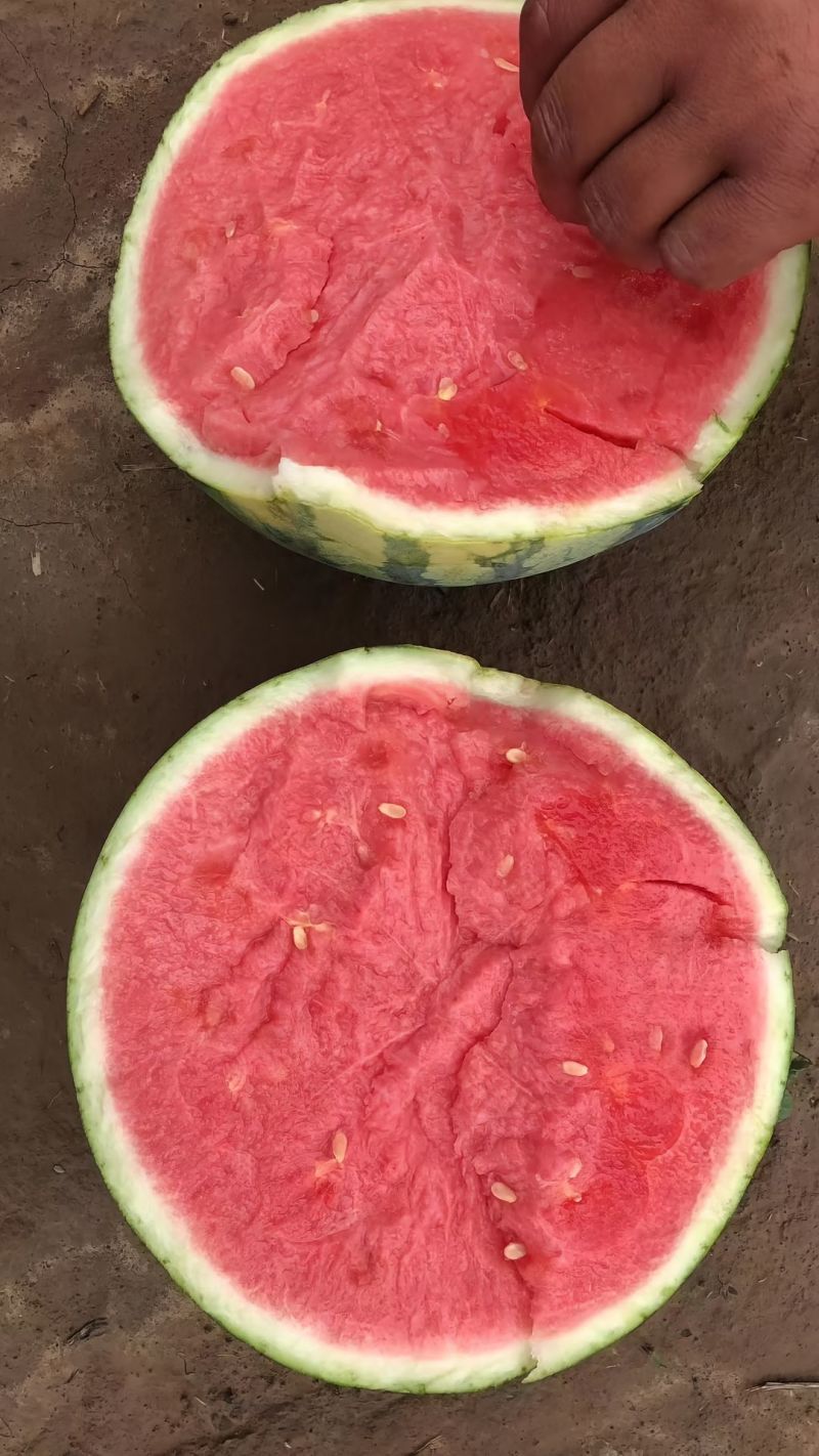 蒲城精品美都西瓜，大吨位供应，诚信第一，合作共赢代办代发