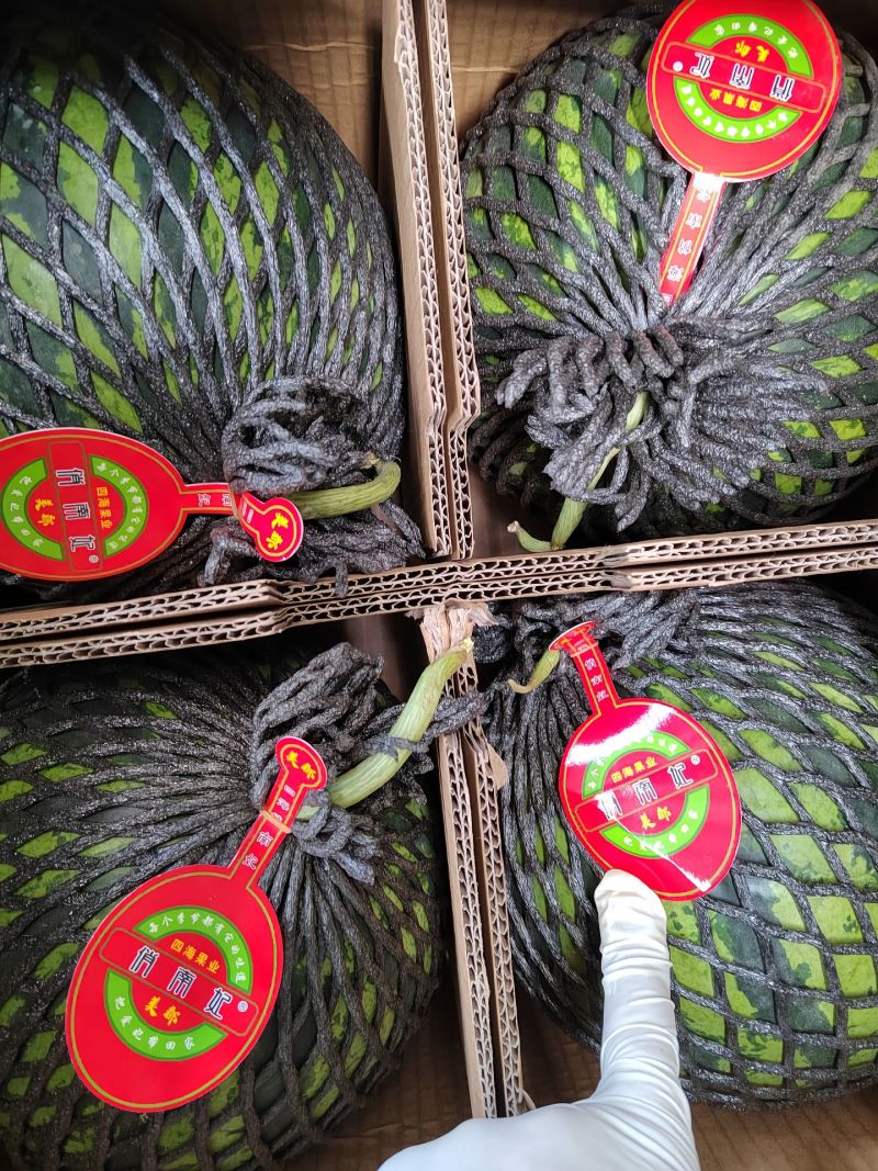 蒲城精品美都西瓜，大吨位供应，诚信第一，合作共赢代办代发