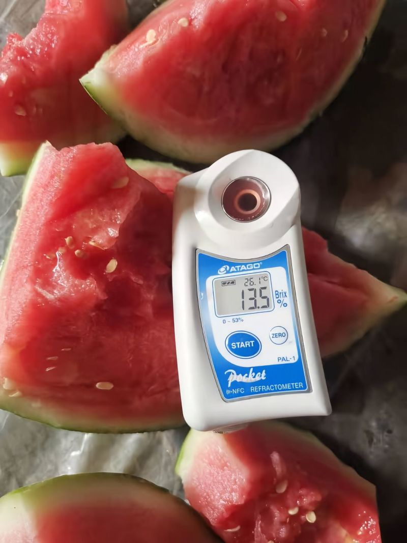 蒲城精品美都西瓜，大吨位供应，诚信第一，合作共赢代办代发