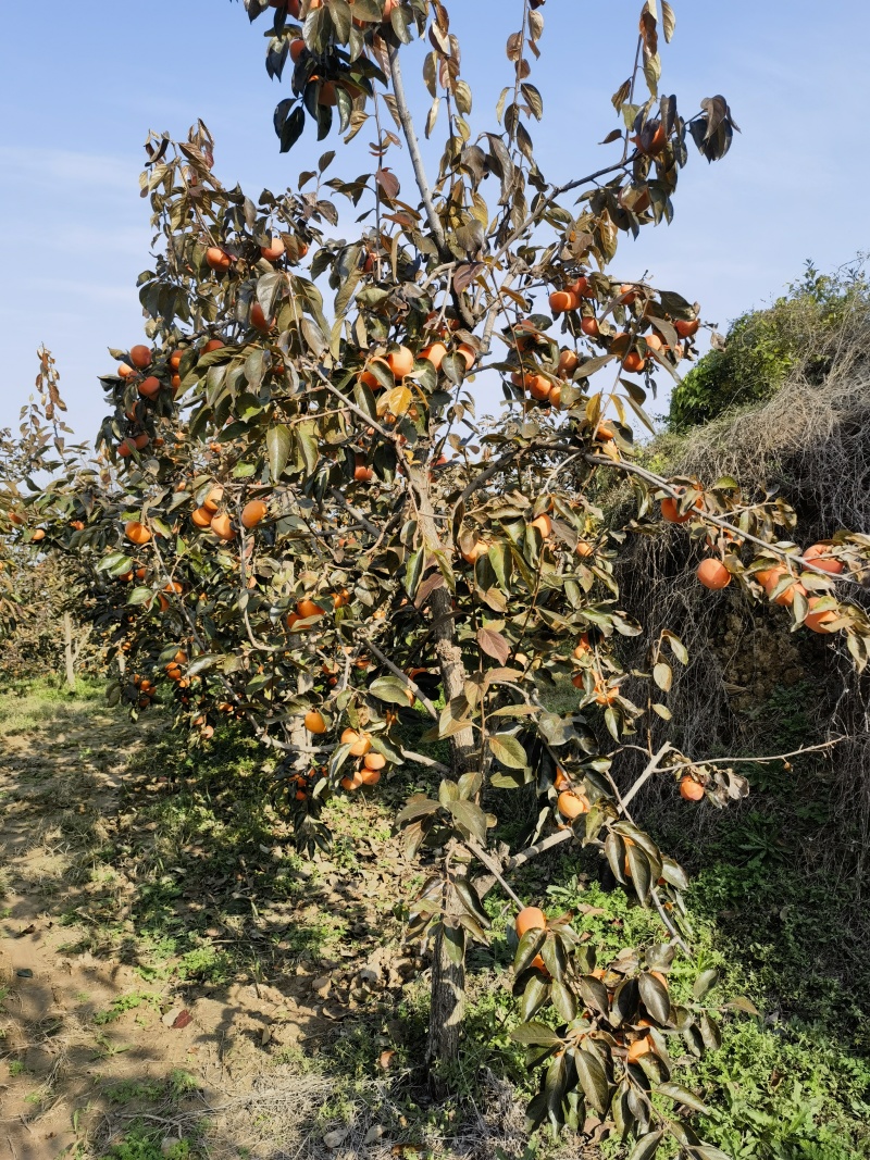 柿子树