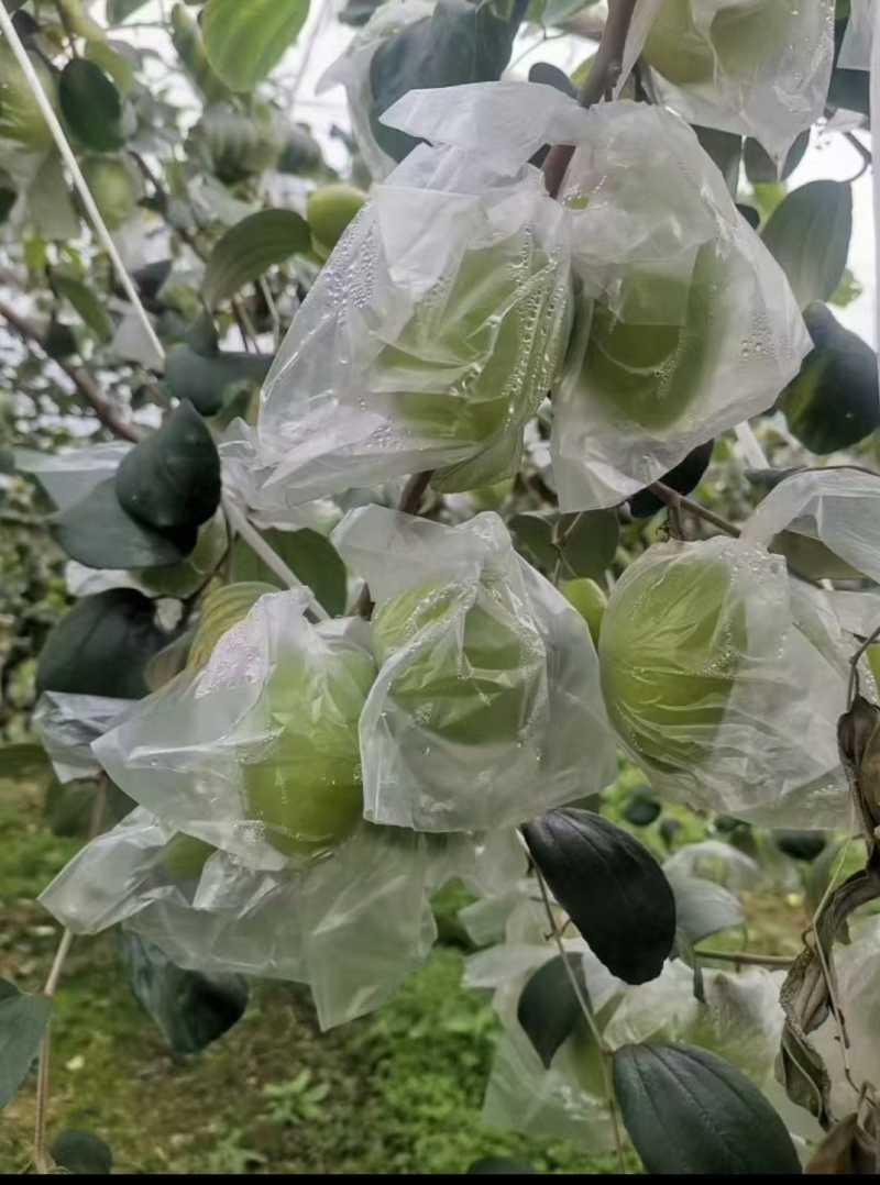 牛奶枣