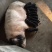 沙子岭黑猪仔湖南基地直供保证健康全国发货