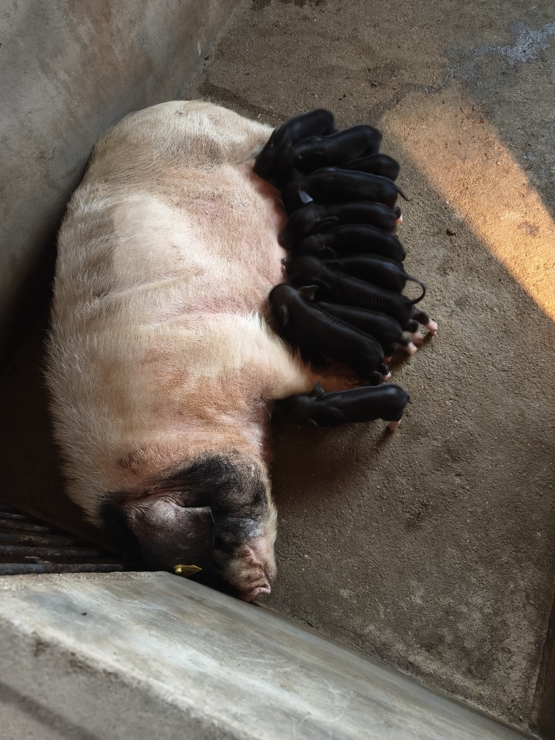 沙子岭黑猪仔湖南基地直供保证健康全国发货