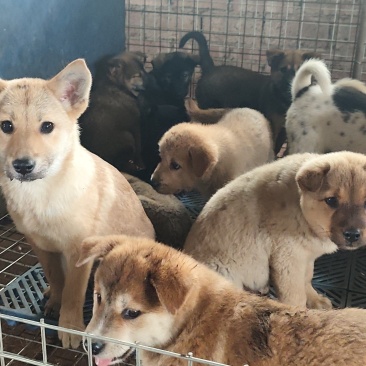 小狗苗需要领养的来拿