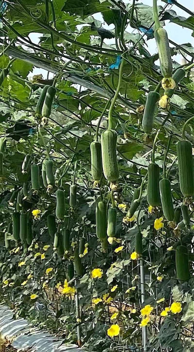 丝瓜种子彪悍303早熟翠绿色短棒丝瓜硬度好结果能力强