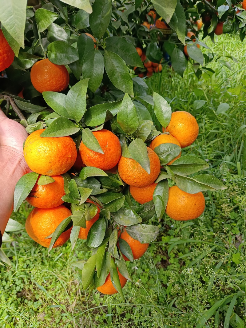精品沃柑大量上市皮薄多汁颜色好接大小车欢迎采购