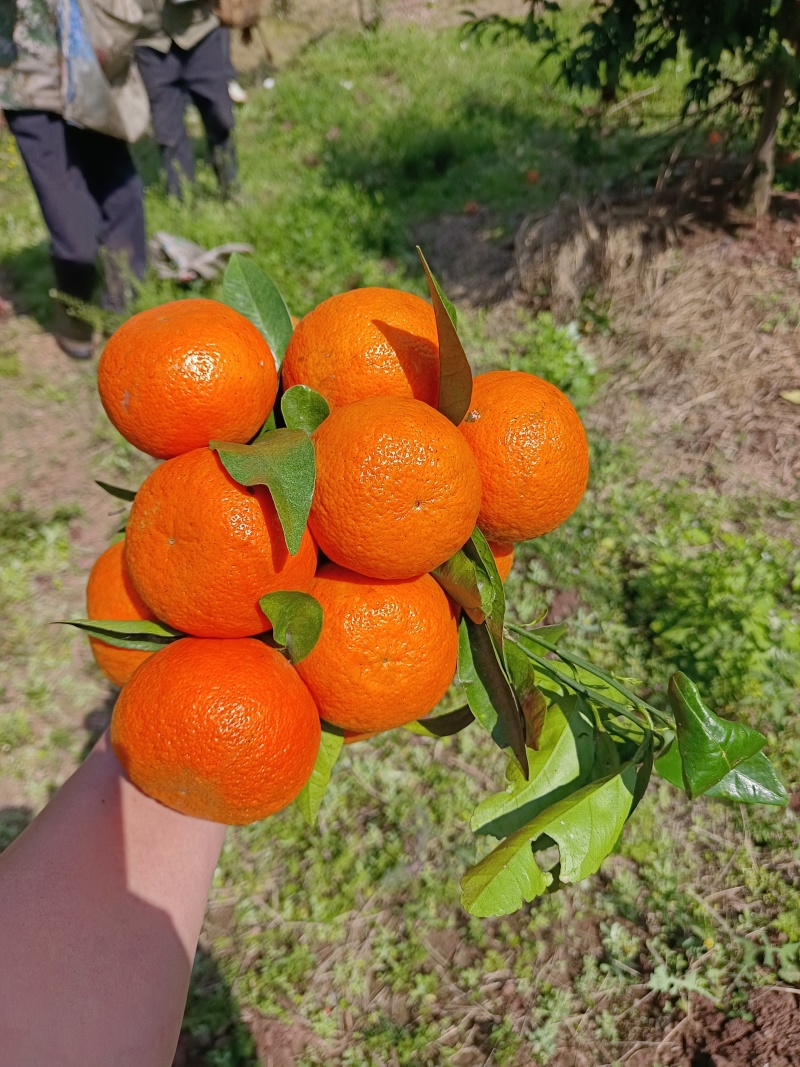 精品沃柑大量上市皮薄多汁颜色好接大小车欢迎采购